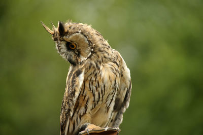 Close-up of owl perching on plant