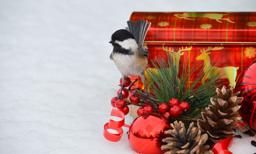 Close-up of bird perching on snow