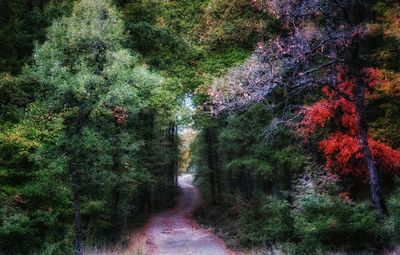 Trees in forest during autumn