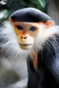 Close-up portrait of a monkey