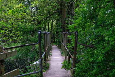 Footbridge amidst trees in forest