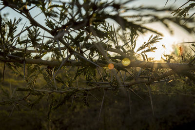Close-up of fresh fruit tree against sky