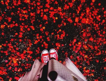 Low section of person standing by red flowers