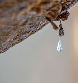 Close-up of frozen plant hanging from tree