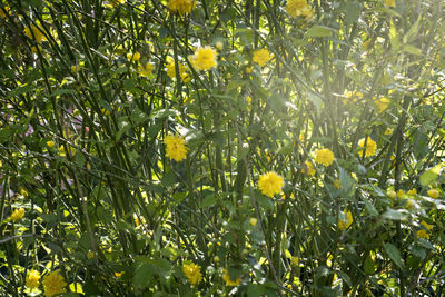 Close-up of yellow flowers growing on tree