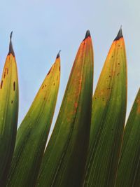 Close-up of fresh green plant against sky