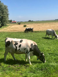 Cows grazing in field