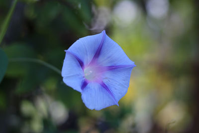 Close-up of purple flowering plant