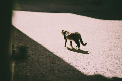 Cat on floor