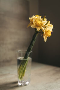 Yellow daffodils in a glass of water. still life. daylight. high quality photo