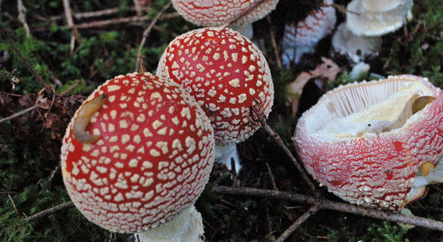 Close-up of fly agaric mushroom