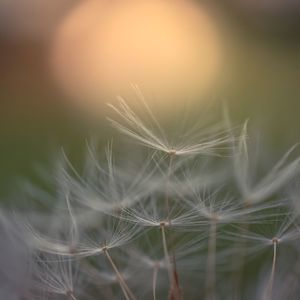 Close-up of dandelion against blurred background