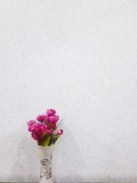 Close-up of pink flower vase against white background