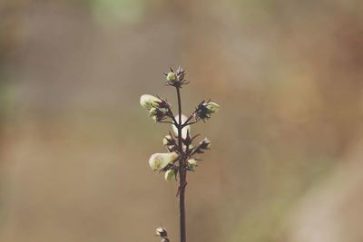 Close-up of flowering plant