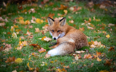 View of a dog on field