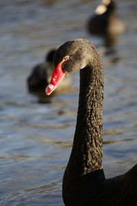 Close-up of black  swan swimming in lake