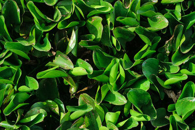 Full frame shot of green leaves