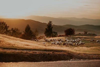 Herd of sheep on field against sky