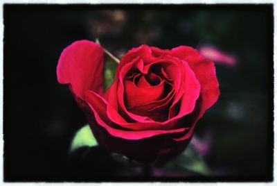 Close-up of red rose blooming outdoors