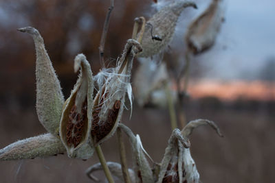 Close-up of plant against blurred background