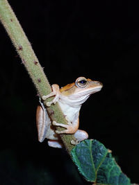 Close-up of brown tree frog