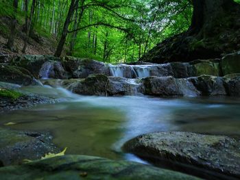 Scenic view of waterfall in forest