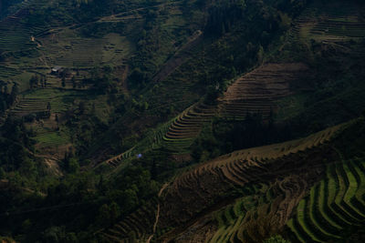 High angle view of agricultural field