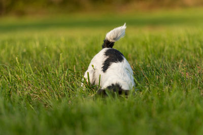 View of a dog on field