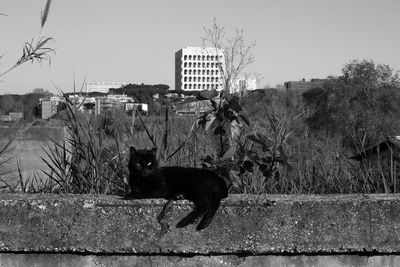 Dog in a city