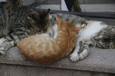 Close-up of cat lying on floor