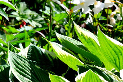 Close-up of leaves