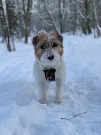 Portrait of dog on snow covered land