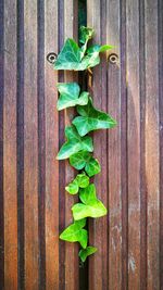 High angle view of vegetables on table