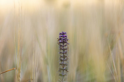 Close-up of purple flowering plant on field