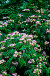 Close-up of flowering plant