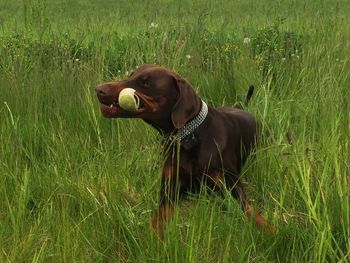 Dog standing on field