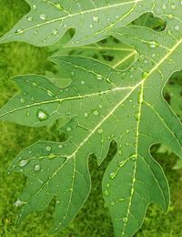 Close-up of wet leaves