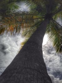 Low angle view of trees against sky