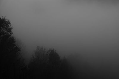 Trees in forest against sky