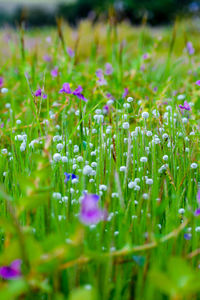 Close-up of purple flowering plants on field