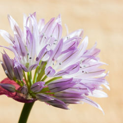 Close-up of purple flower blooming outdoors