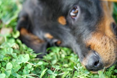 Close-up portrait of black dog