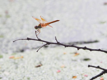 Close-up of flower against blurred background