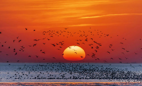 Flock of birds flying over sea