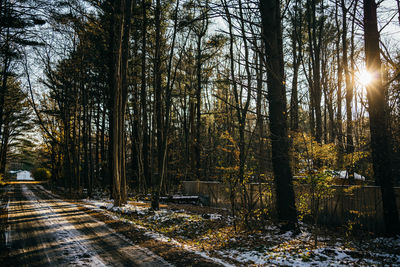 Sunlight streaming through trees in forest