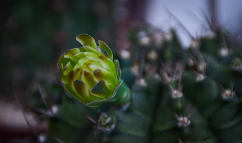 Close-up of succulent plant