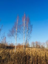 Trees on field against clear blue sky