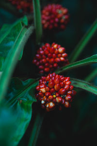 Close-up of red berries growing on plant