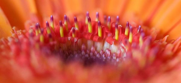 Extreme close-up of red flower