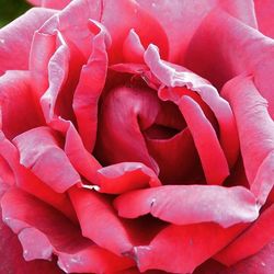 Close-up of pink rose